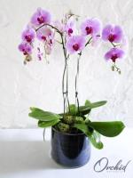Orchid Republic image 1